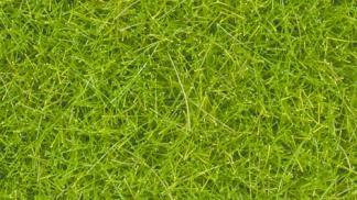 Grass